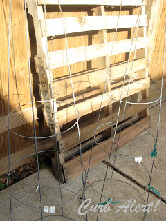 DIY Tomato Cage Topiaries via Curb Alert! blog http://tamicurbalert.blogspot.com DIY Tomato Cage Topiaries via Curb Alert! blog http://tamicurbalert.blogspot.com
